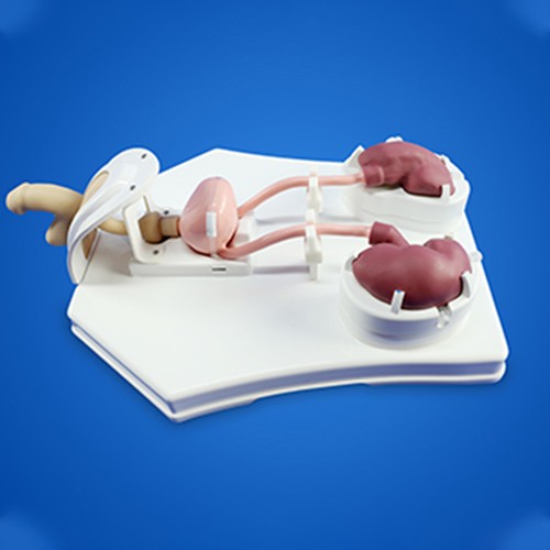 Bronchoscope trainer