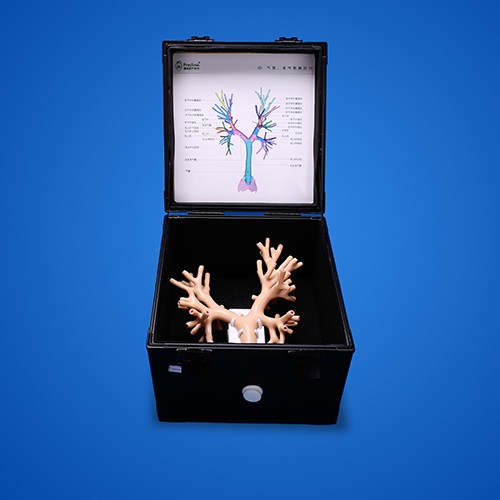 Bronchoscope trainer