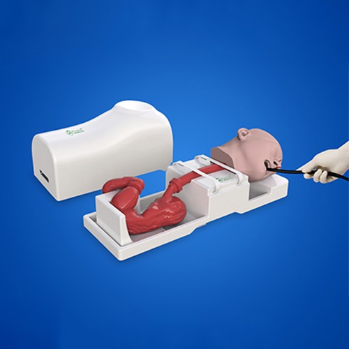 Bronchoscope trainer